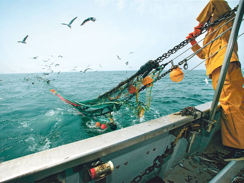 Cameras on boats reveal surge in bycatch by commercial fishers